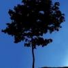 Azul como un árbol
