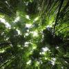 Jungle