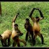 Instrumental - Bailando con monos **FREE BEAT**