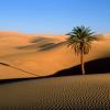 YALA YALA HABIBI (ANDALE ANDALE MI AMOR)