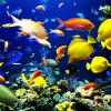 Coral reefs under the waterfall