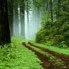 En el bosque