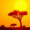 Heart of Africa
