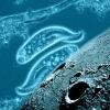 protozoa