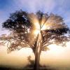 El Árbol De Los Deseos