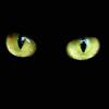 Juan Antonio Galiot - El gato