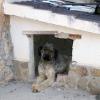Paseando a Miss Sam