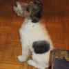 Bimba