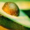 Avocado swing