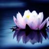 Flor de loto
