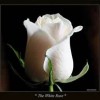 My white Rose