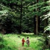 El bosque