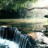 The Forest Of Wonders