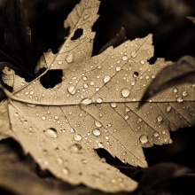 Winter Sadness (Tears of Patricia)