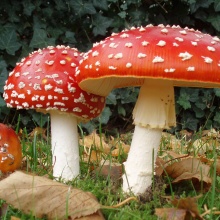 AMANITA