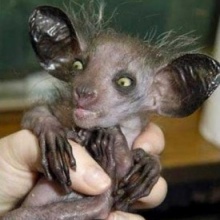 Un Bicho raro