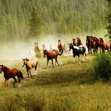 HORSES