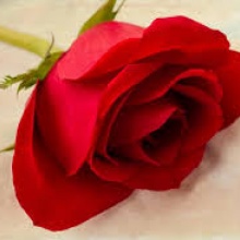 A flor de piel
