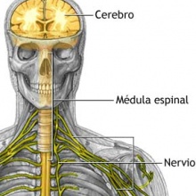 Nervios