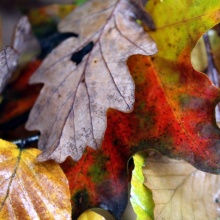 lluvia de otoño