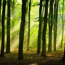 El Bosque