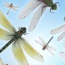 Summer Dragonfly