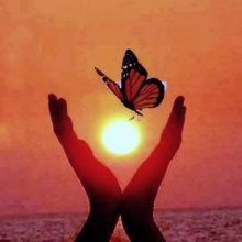Mariposas al sol