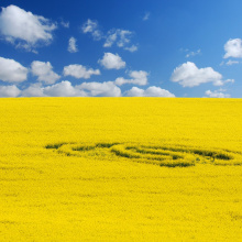 Golden fields