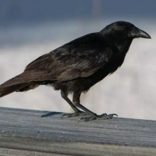 Crows in my loft (Hispasonic Taller de M&M)