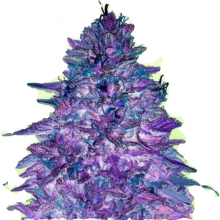 Critical Poison