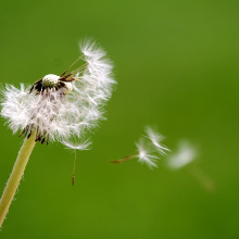A Breath Of Life