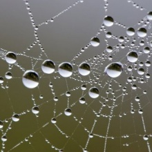 TELA DE ARAÑA