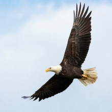 Ready to Fly