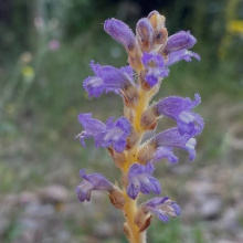 Orobanche