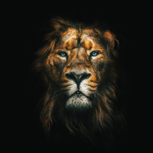 El Nervio de África. (1988)