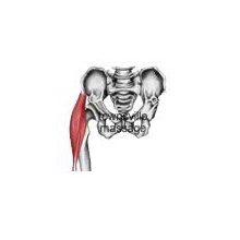 Fascia Lata