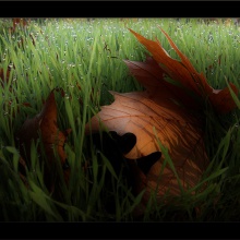 Sueños De Otoño