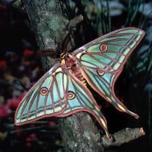 Restless Butterfly  (John Morin & N-Joid)