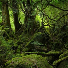 Selva
