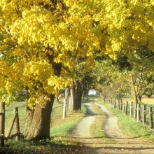 Dos caminos