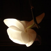 Iluminaras