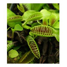 Autotrofia