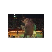 Cirkus