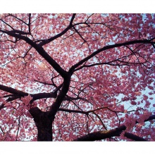Under the Cherry Tree