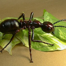 Pirula Mix