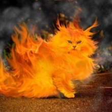 Sound Cats- Manuel de la Torre and Angel Alcocer (original mix)