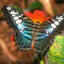 Metamorfosis