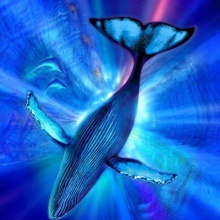 曾鯨 (Once for the Whale)