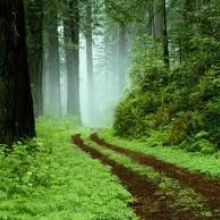 En el bosque