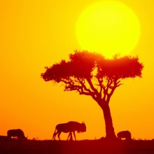 Heart of Africa